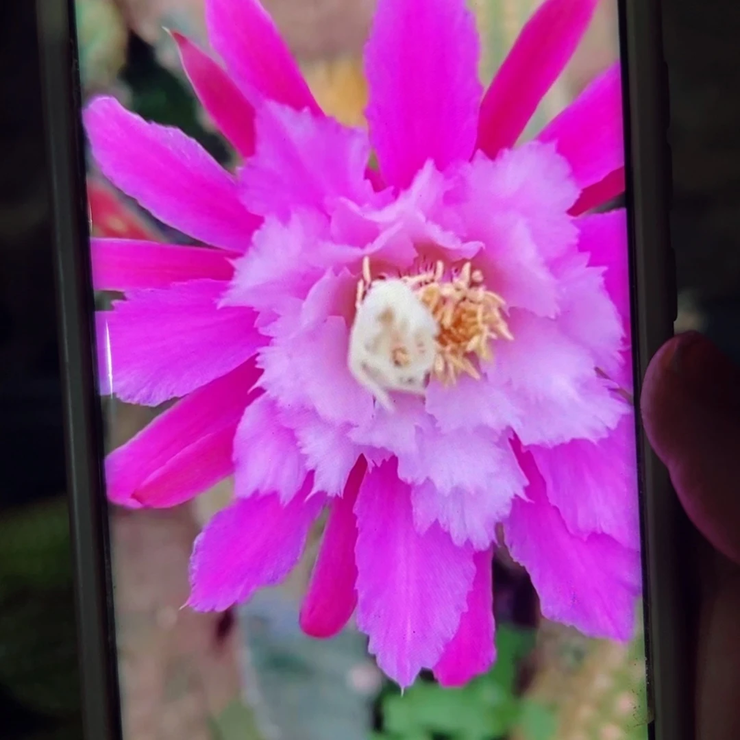 下141金妞阿尔森歪侧芽5公分左右20包邮