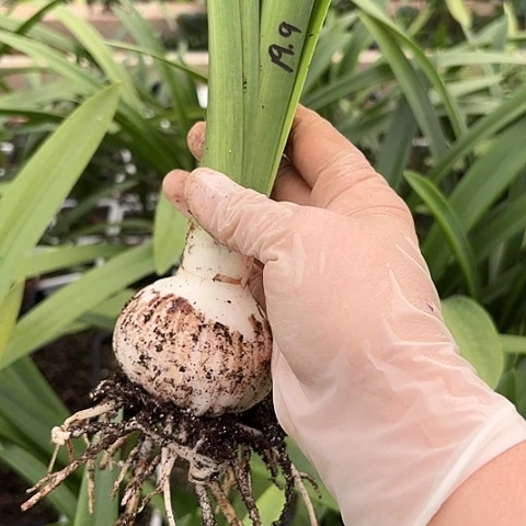 选美皇后6左右带土福利抢