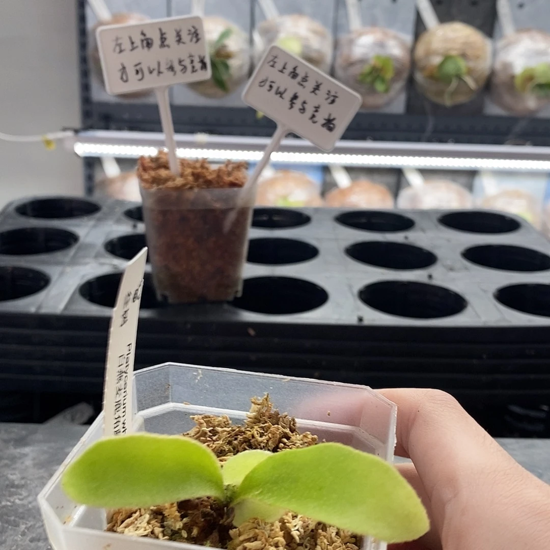 无花朵白燕麦鹿角蕨