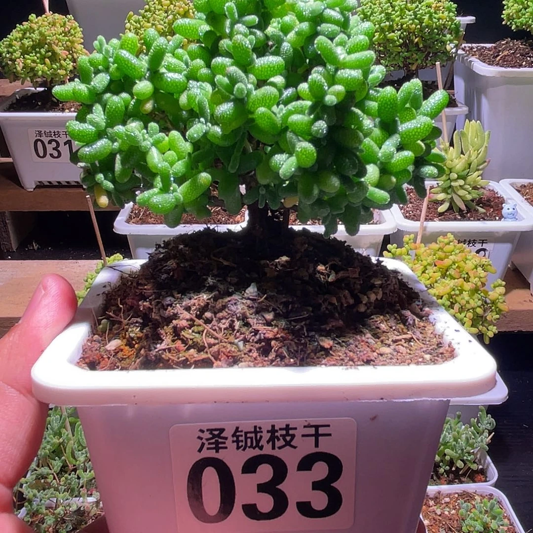 枝干番杏金橘糖球033