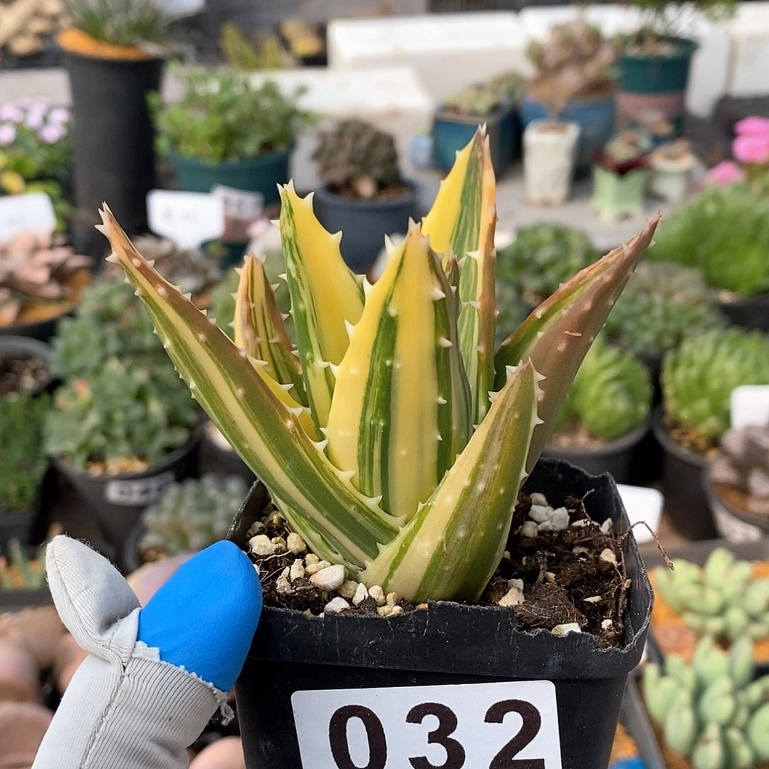 032 优选芦荟锦 脱土