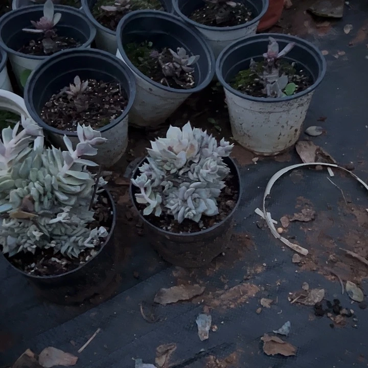 小***鱼多肉植物实物直播实物246