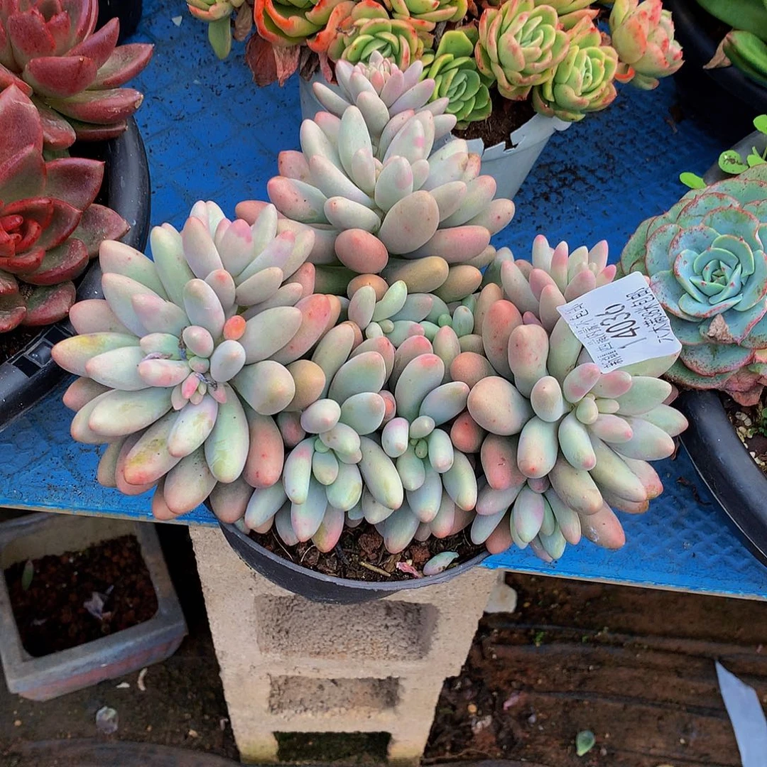 *****    粉黛多肉14036