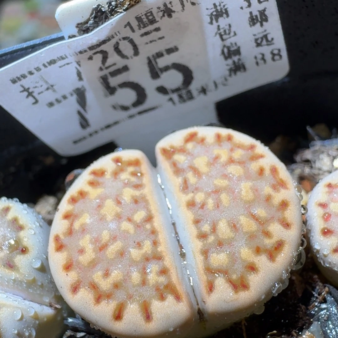 SSss精品清仓了755