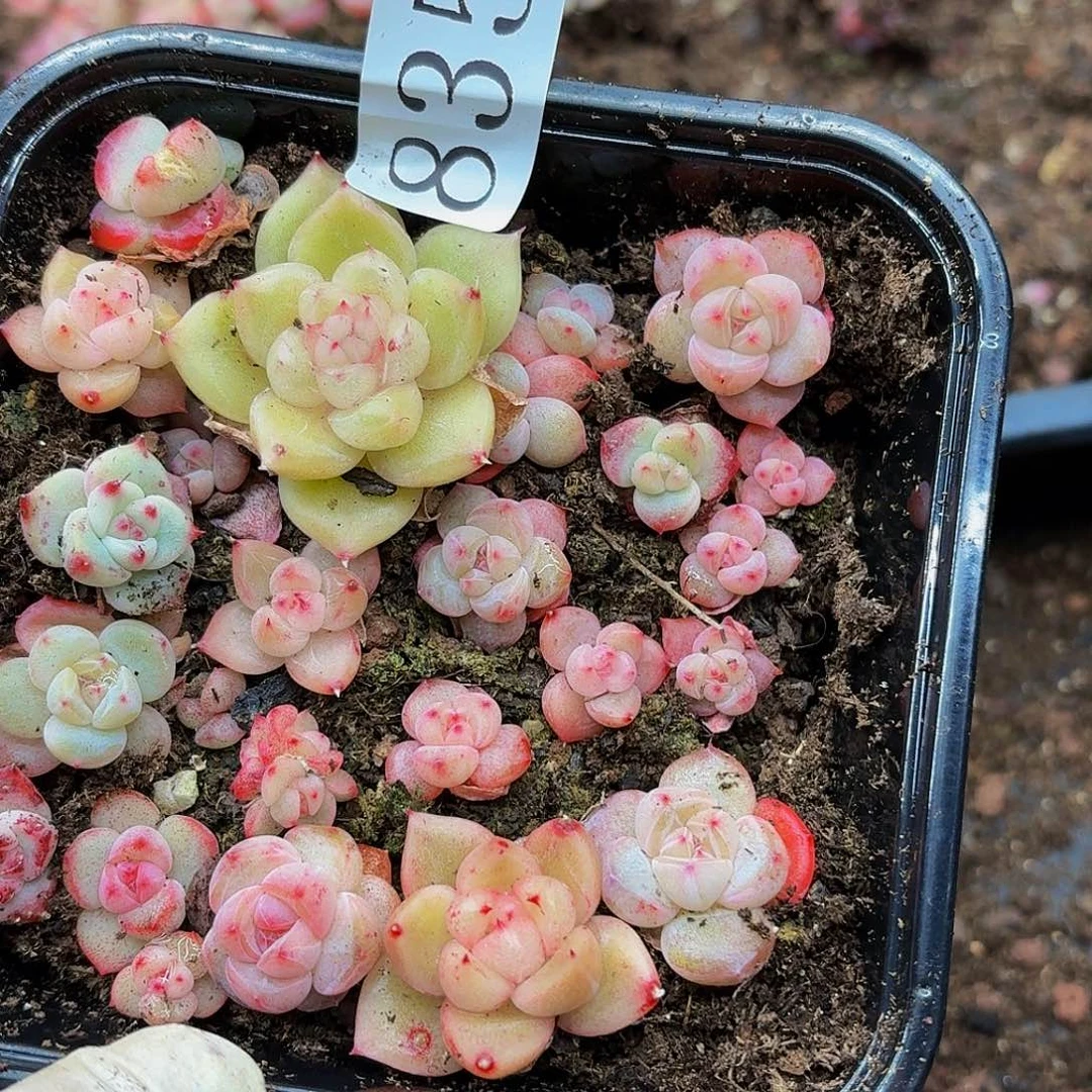 多肉植物多肉植物835