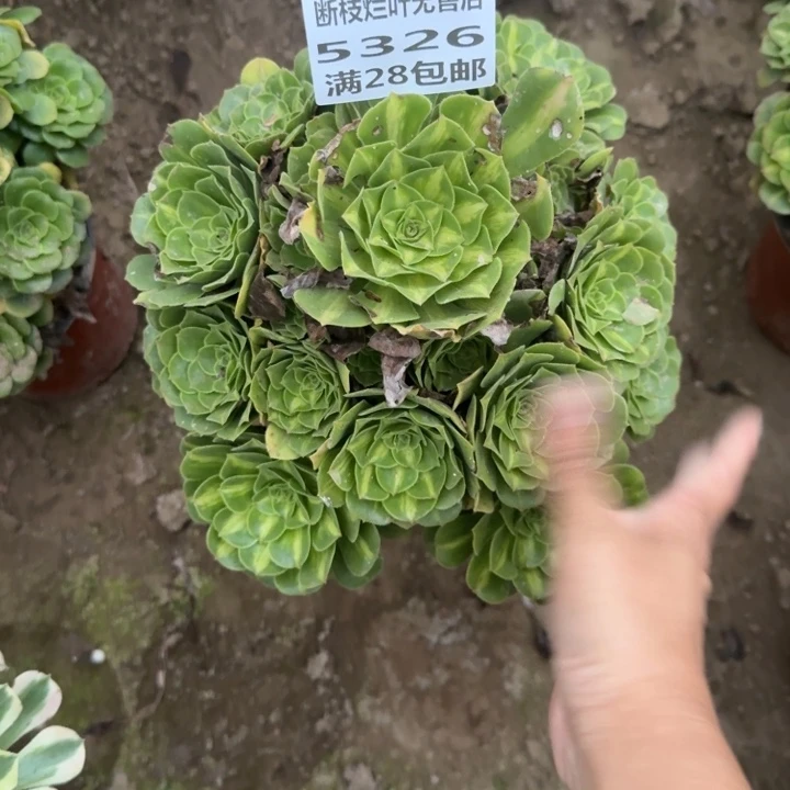 5326二号棚五彩琉璃F