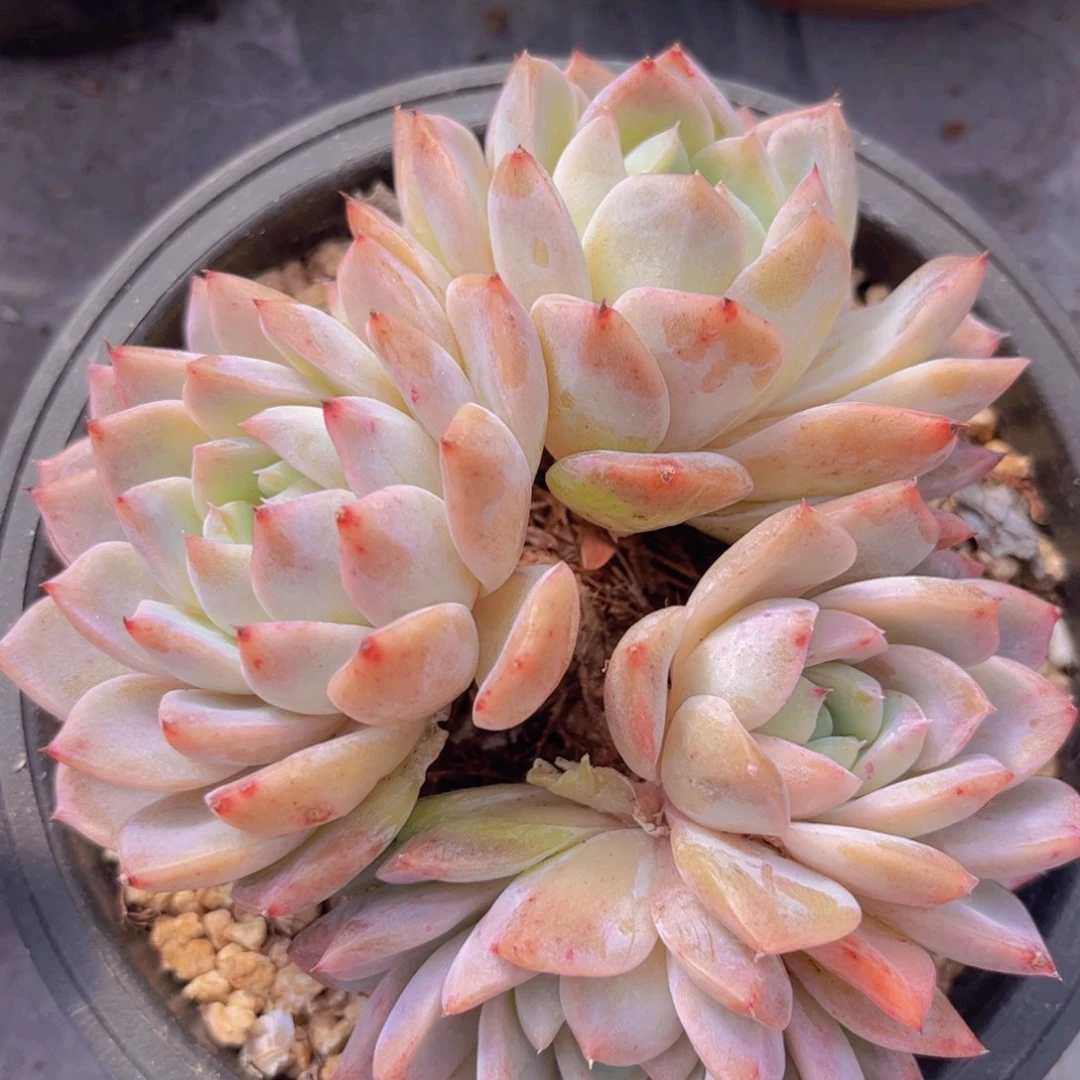 纯爱杂佳人01282多肉植物