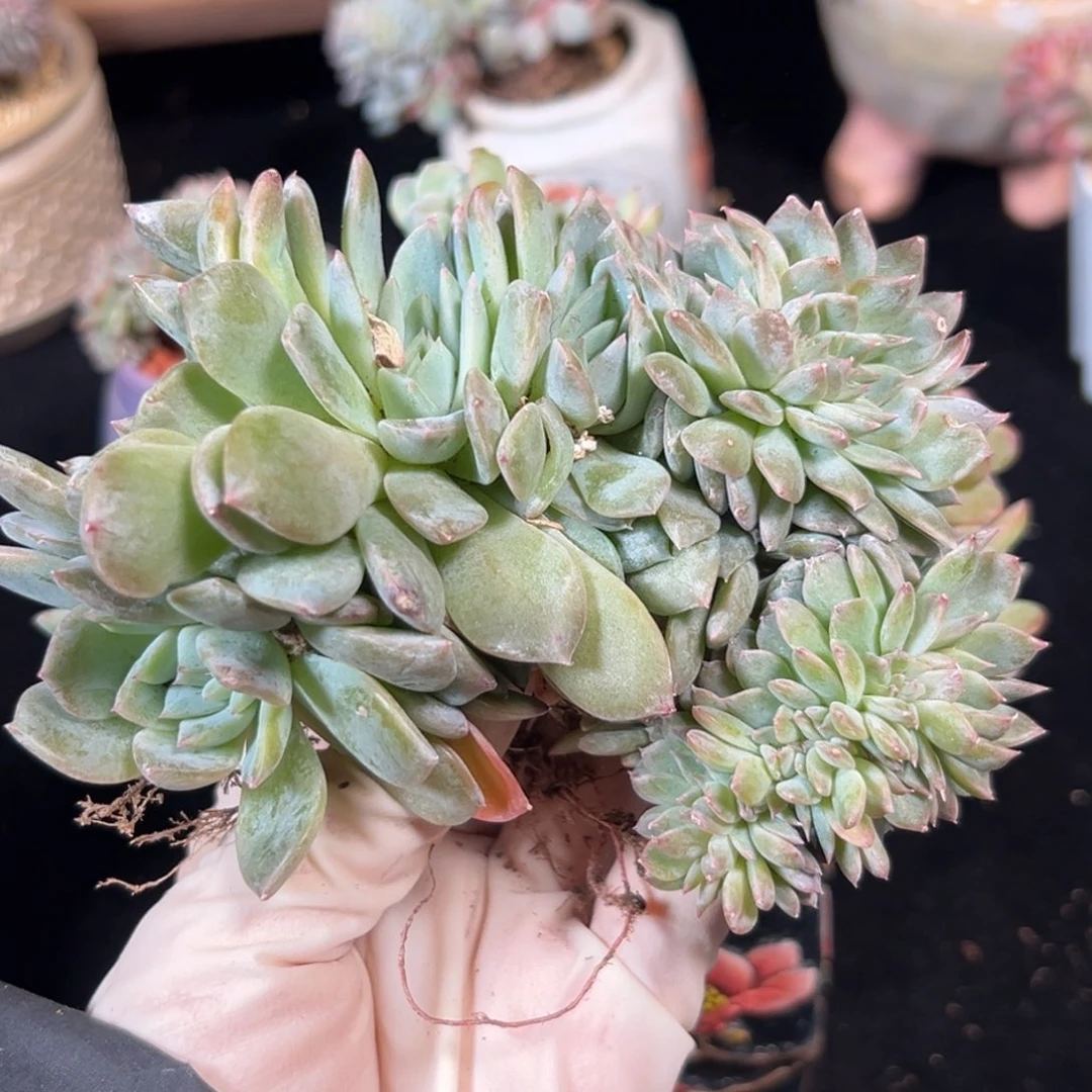 新年快乐 新年快乐 新年快乐