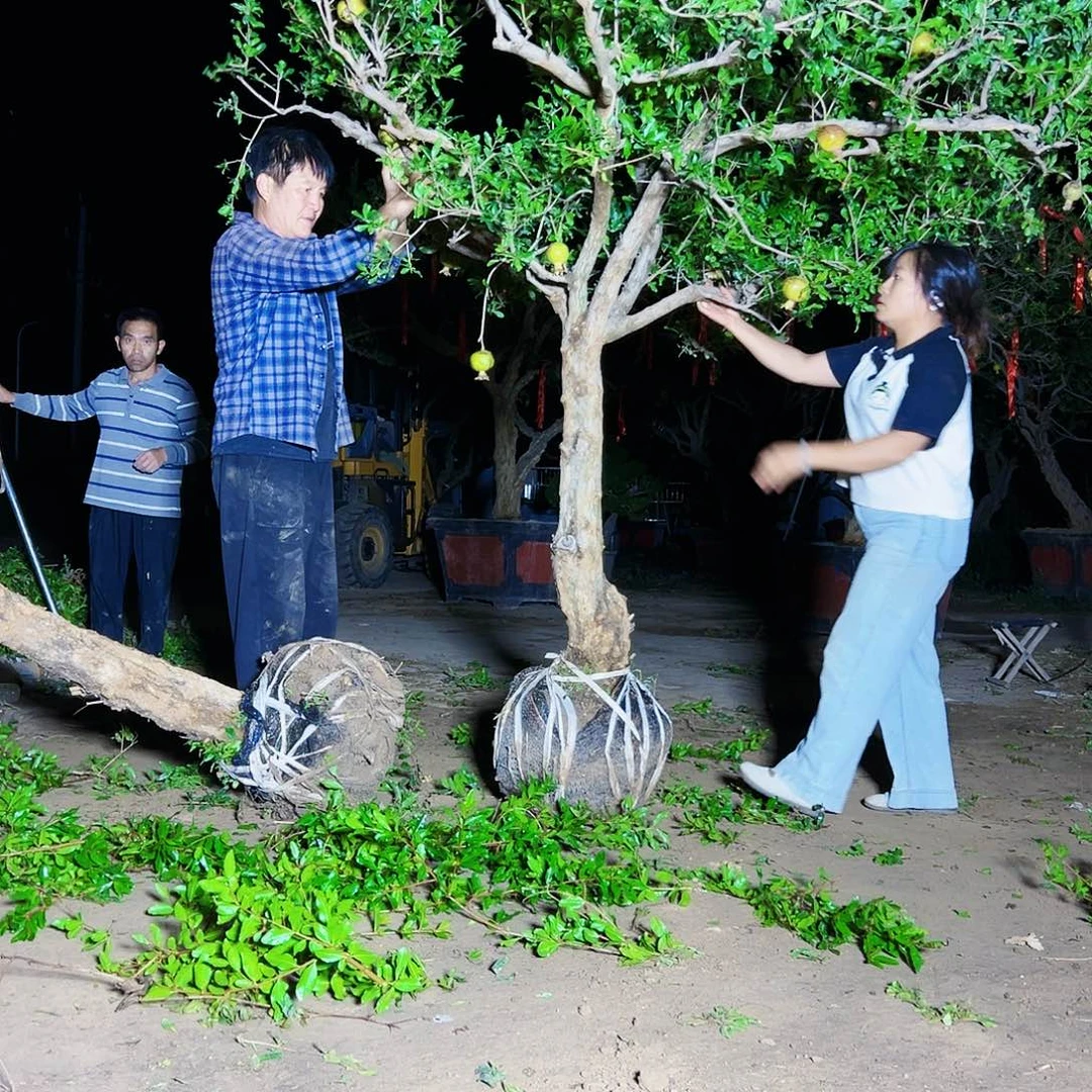 无花朵健健康康快快乐乐