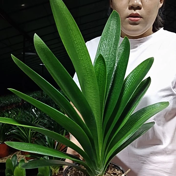 无花朵郑杨杨     59