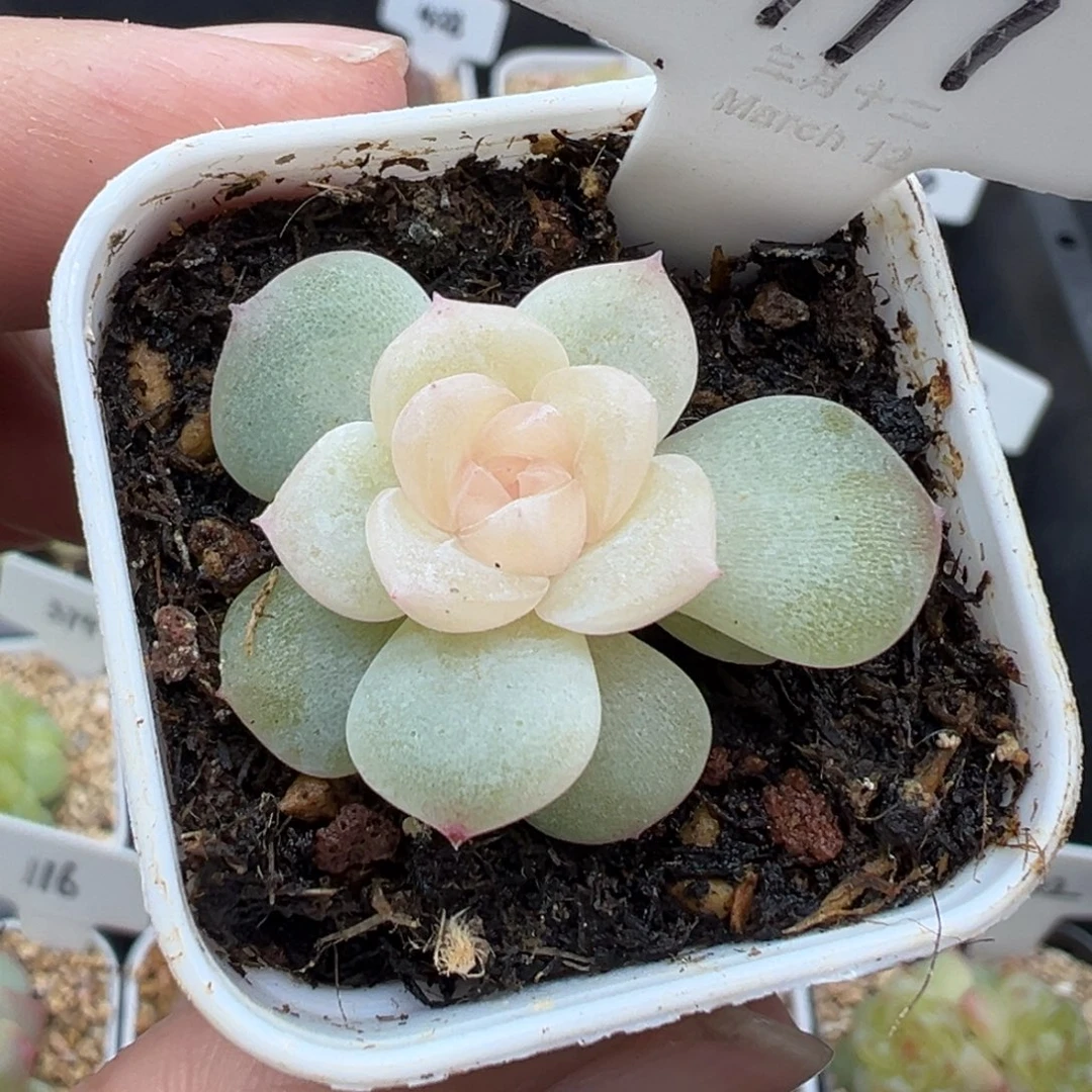 177号无尽月 晗雨多肉