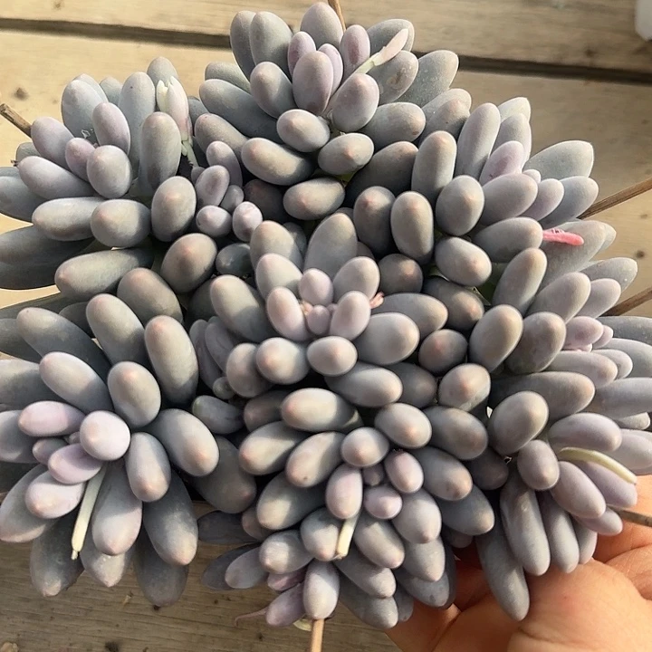 汤圆多肉植物的生长