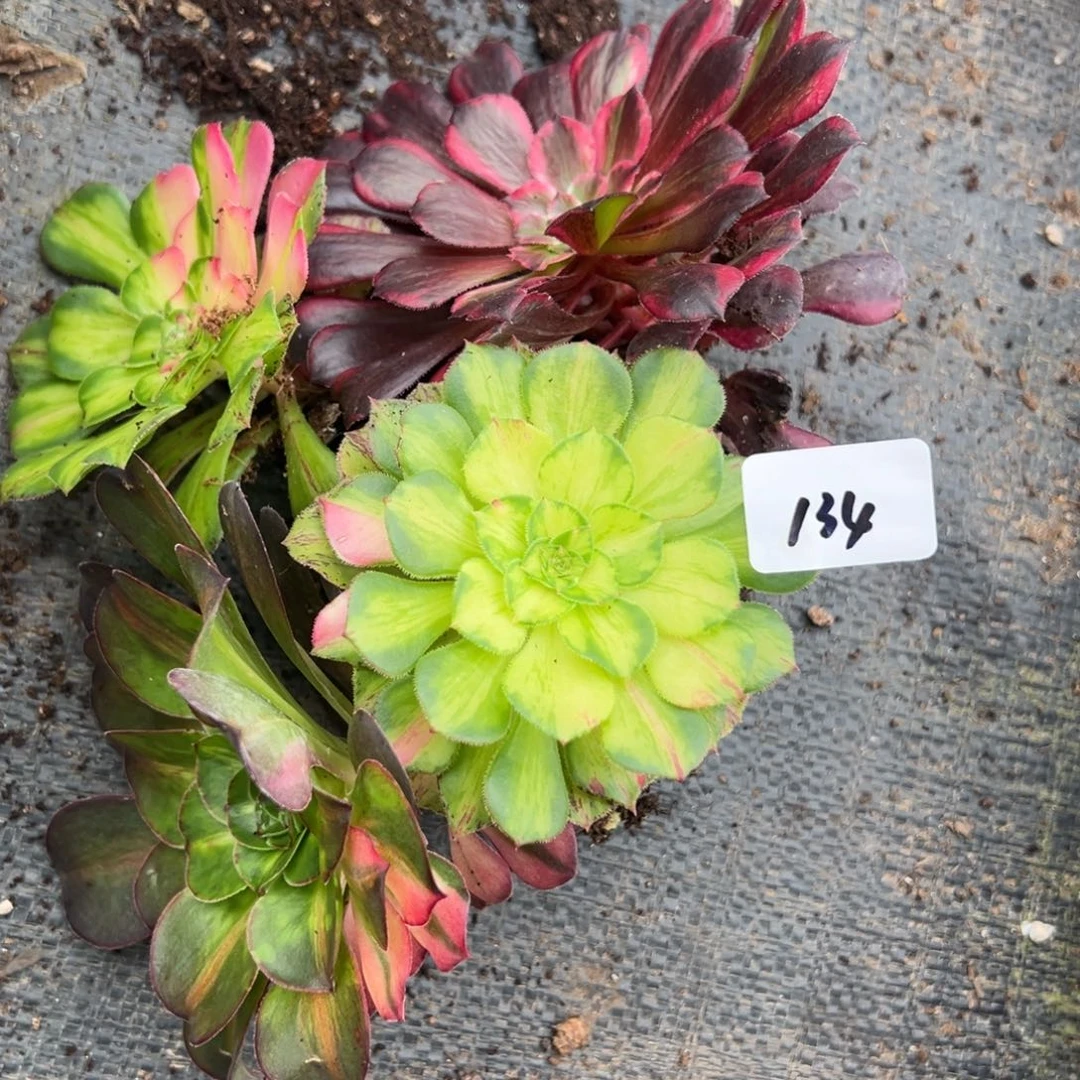 134框拍多肉嘻嘻嘻