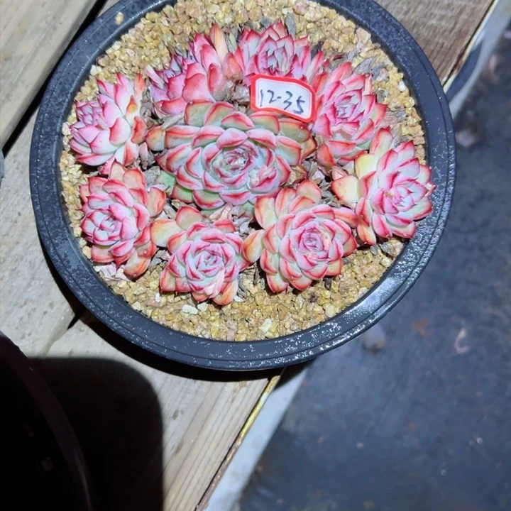 茉*精品多肉植物老桩