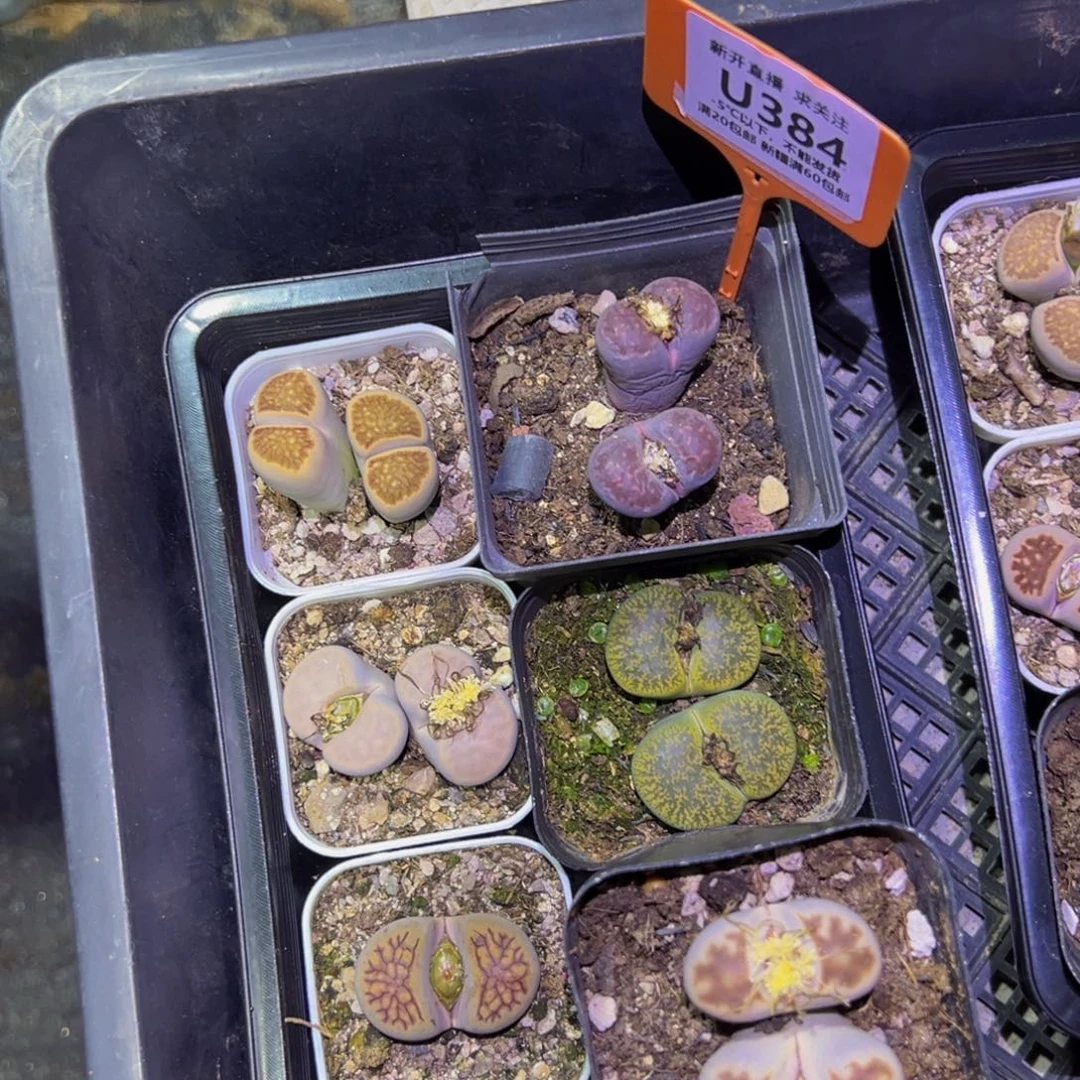 384.6盆一物一拍，默认有伤，介意勿拍，不退不换