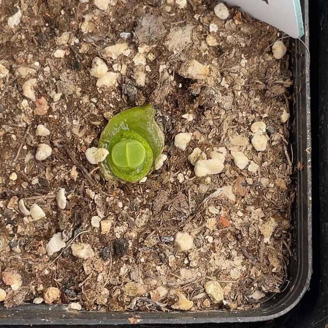 姬**君20-100肉锥多肉植物