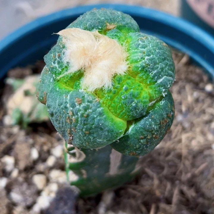 无花朵福利苗接连山180