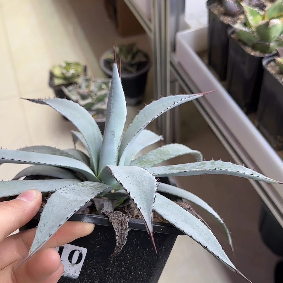 零下拍保温屈原之舞血雨杂交11111111111