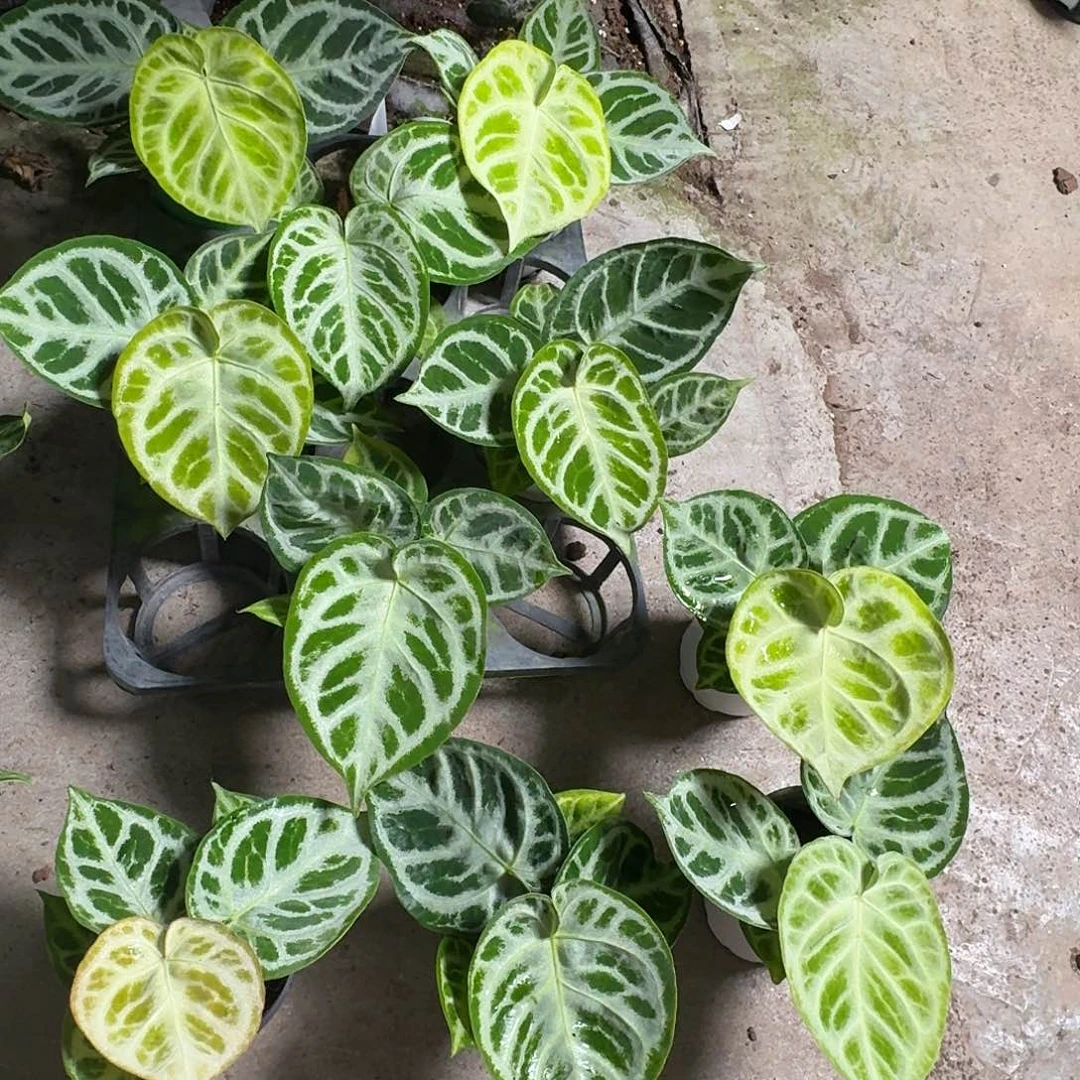 完全开放铜锣烧银刷子可挑选