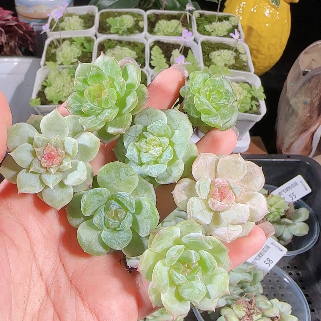 0724-:-59糖心珍妮