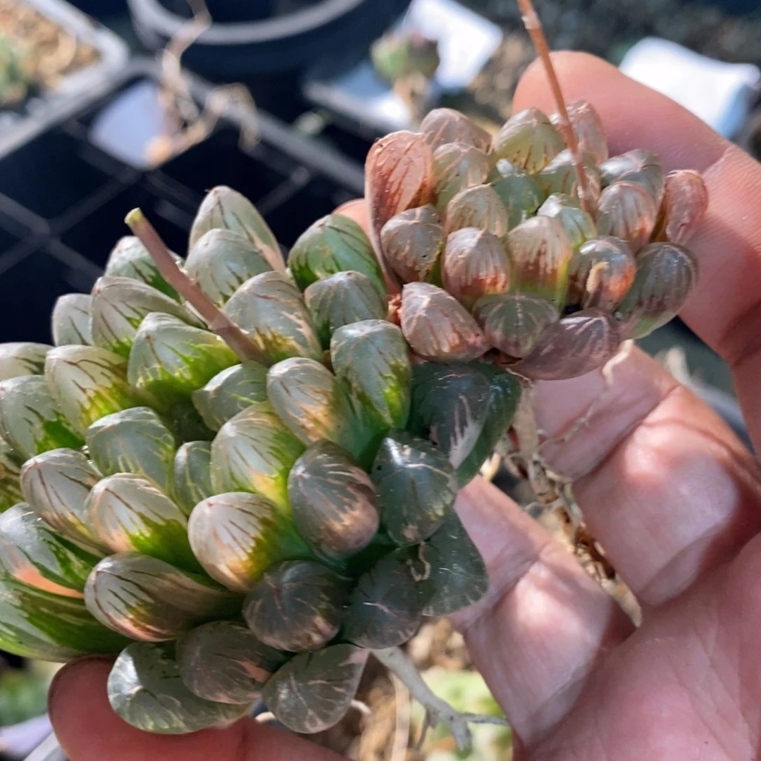 桉*10122 两颗福利。