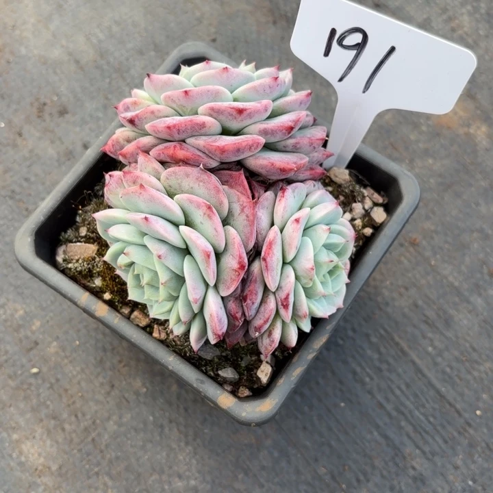 多肉植物，天鹅绒191号