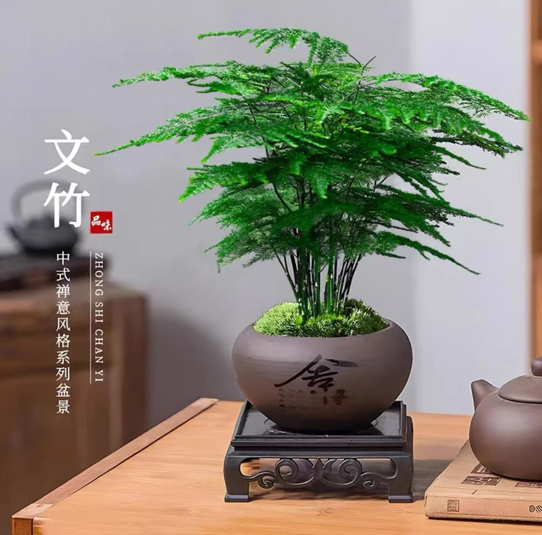 舍得紫砂盆文竹室内茶桌办公桌意境盆景