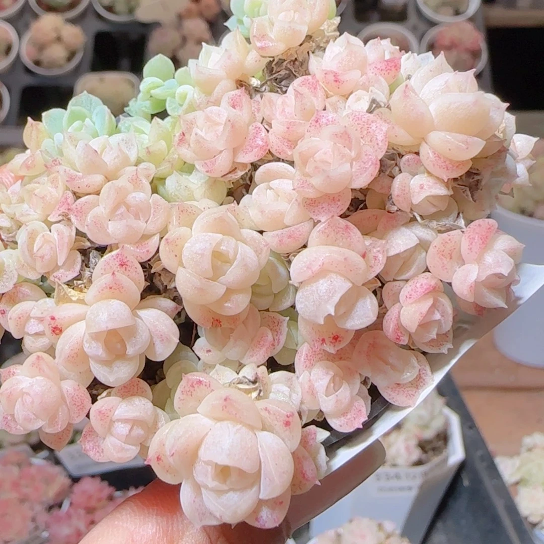 花语多肉1214-339散