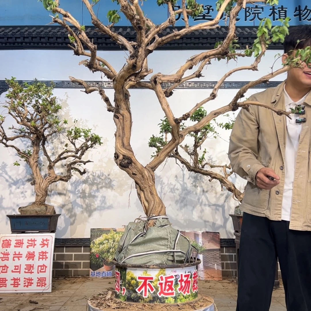 无花朵金银花开花11445555