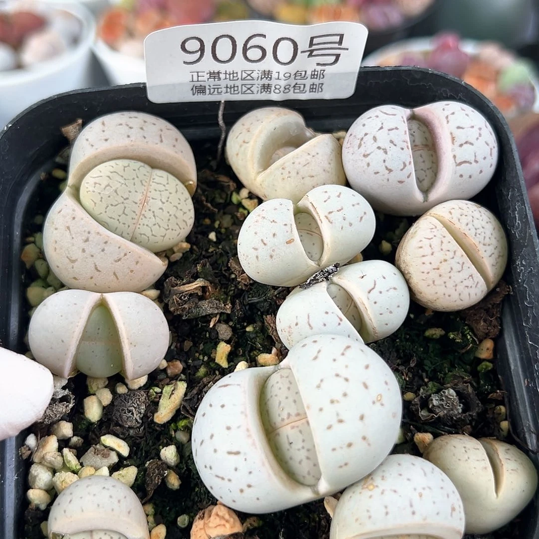 好养易活生石花大母本9060