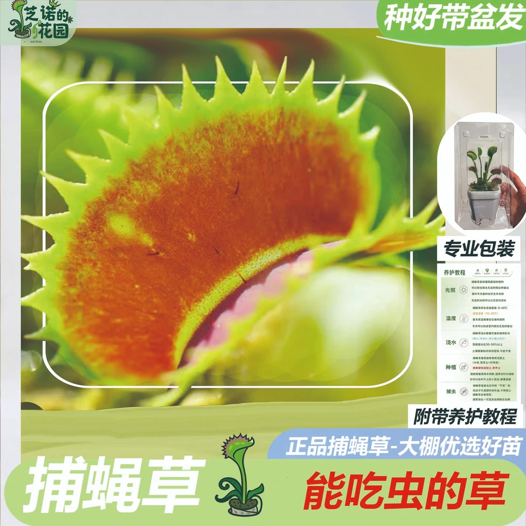 捕蝇草芝诺的花园食虫植物食虫草室内小绿植家居绿植食虫草捕虫堇