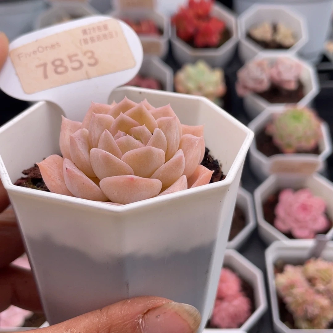纯爱7853-5.0厘米
