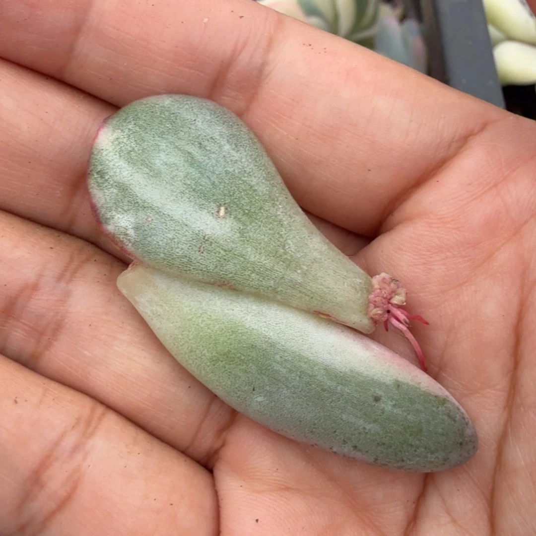 汤圆白锦 安莉安娜锦