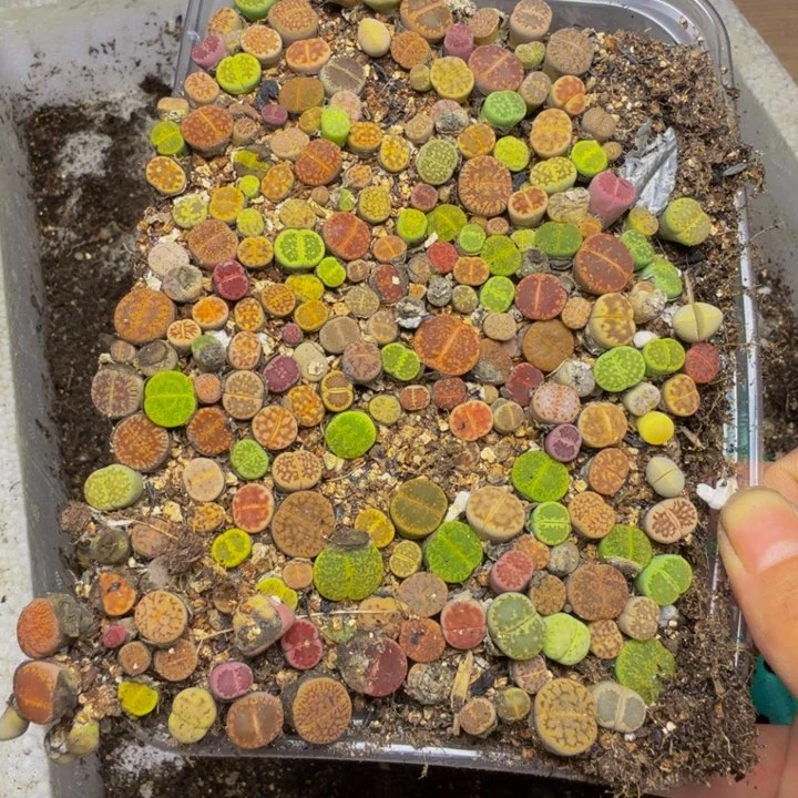 喜****弈多肉植物的生长168