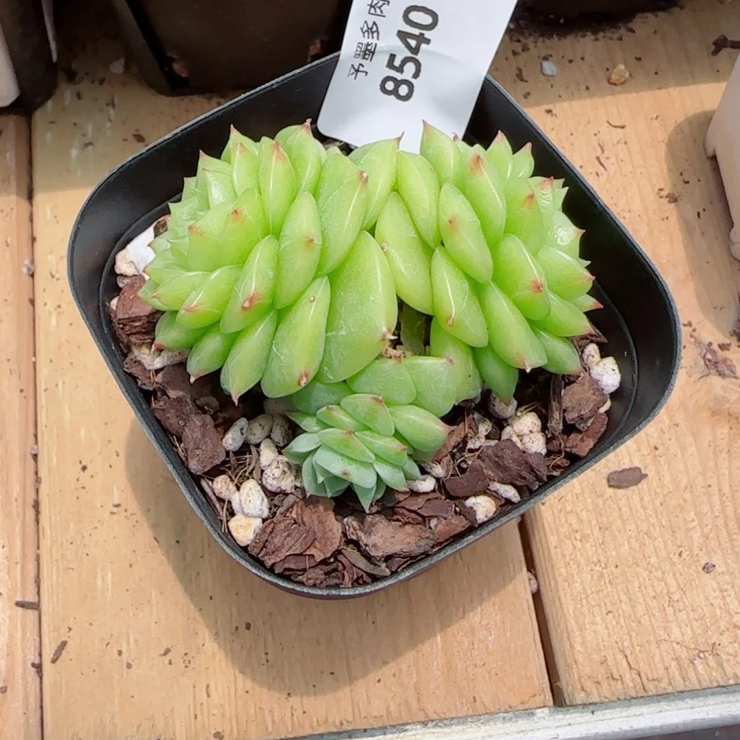 杜若珍妮，8540多肉植物