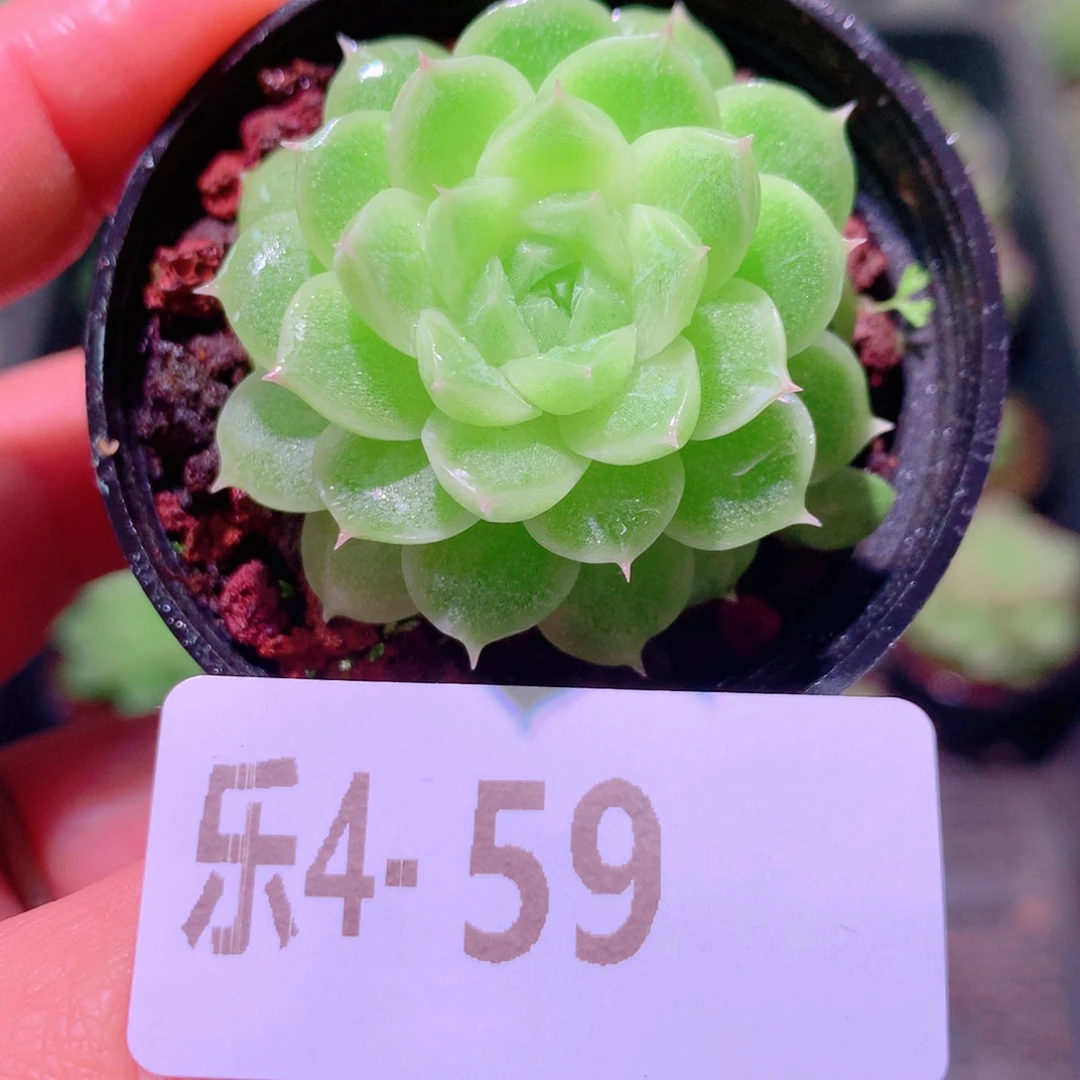 乐然 4-59 新品单头