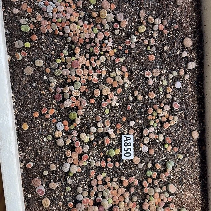 生850石花整筐脱土发货