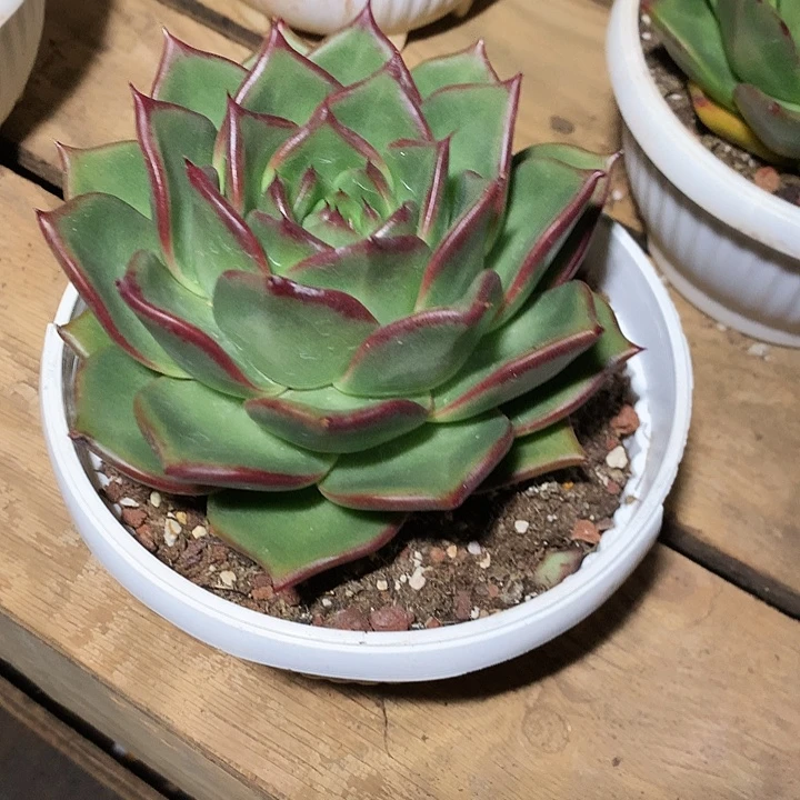 美肉特价活动开始了