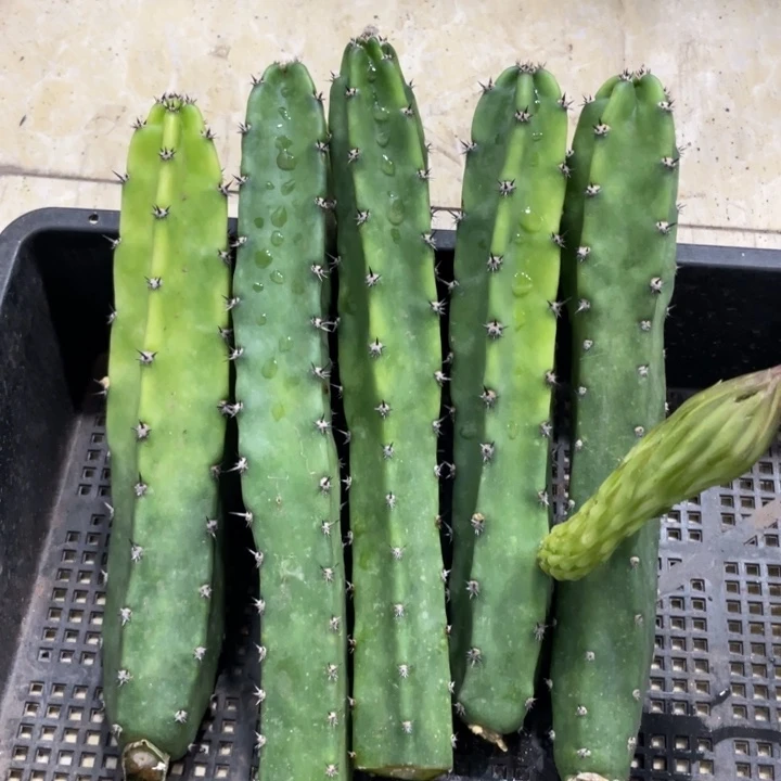 红花袖铺实生一代侧芽