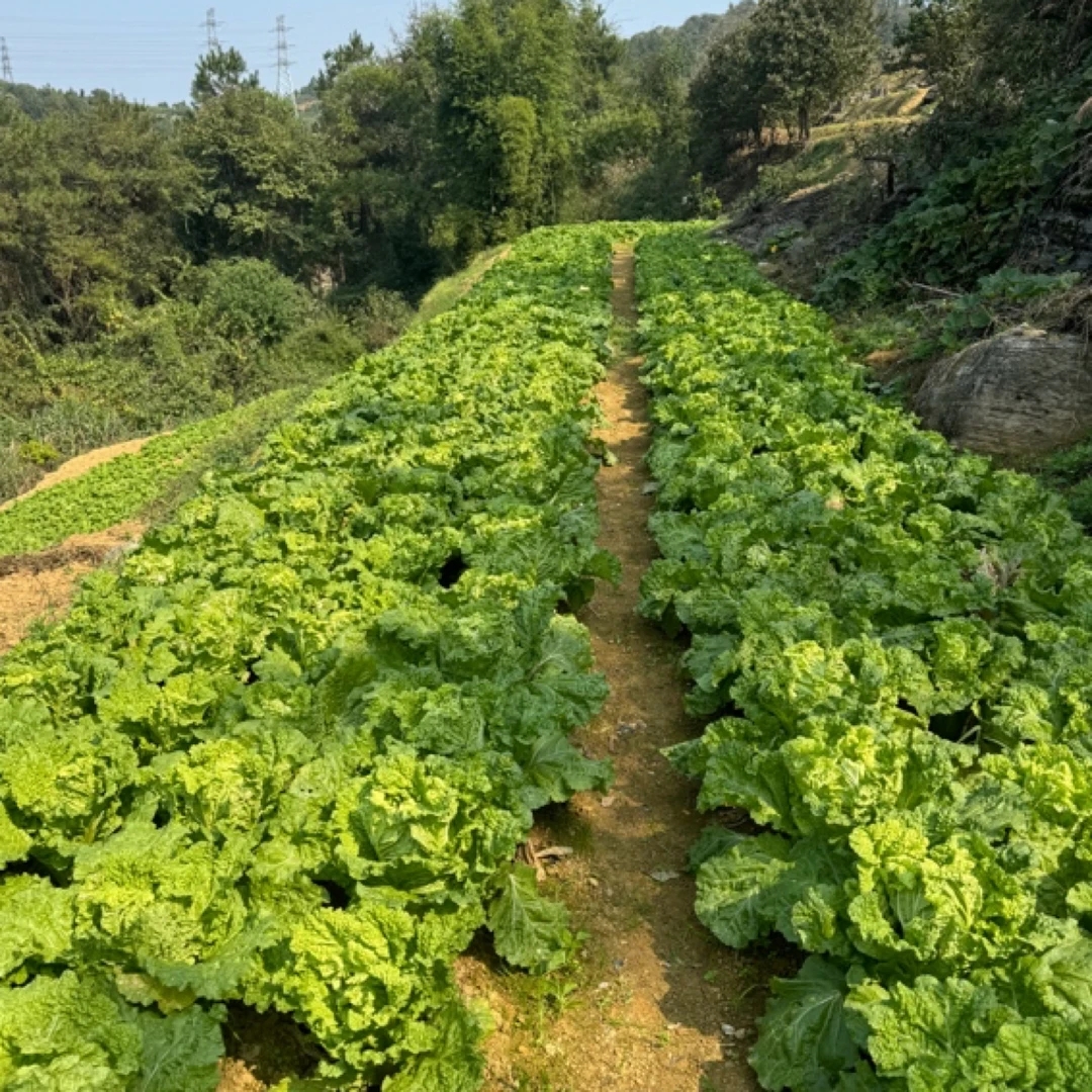 小施精选露天新鲜蔬菜