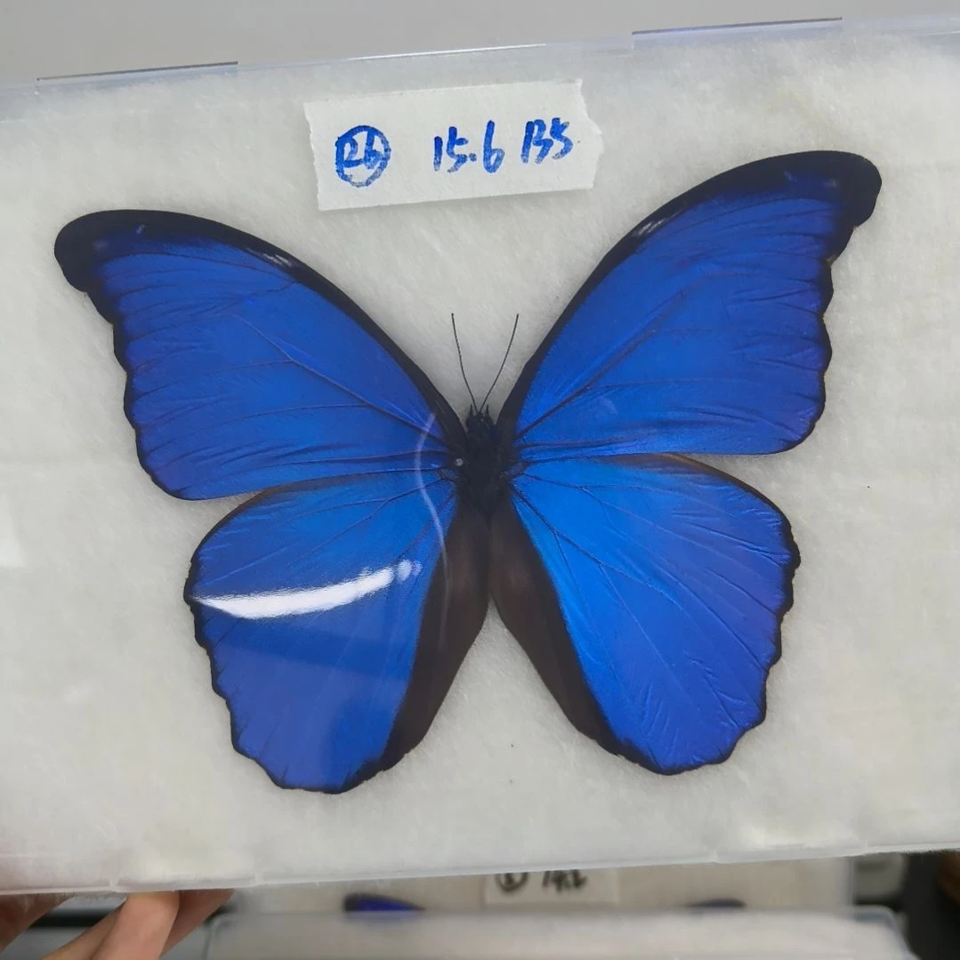 真蝴蝶标本一物一拍