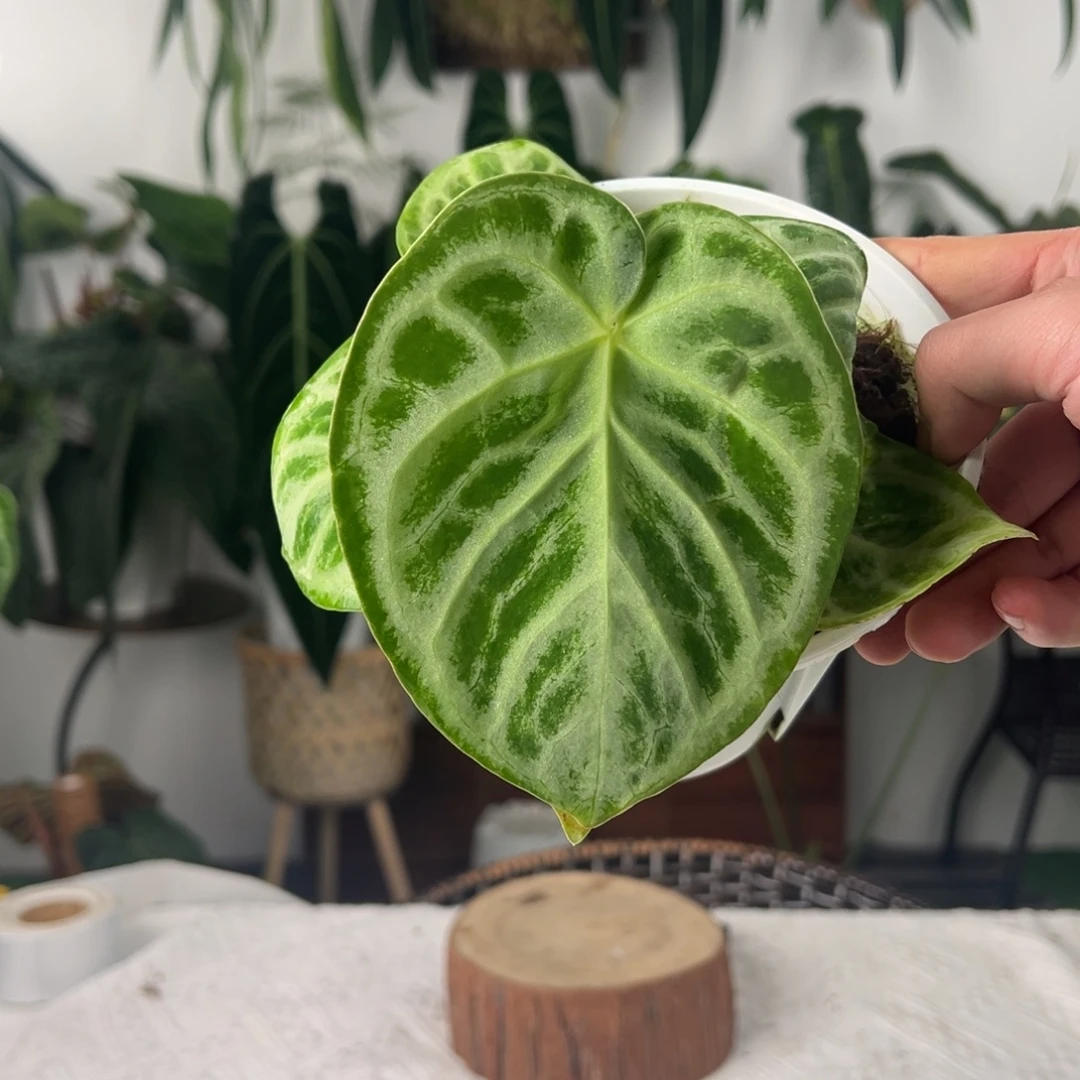 完全开放银色面纱