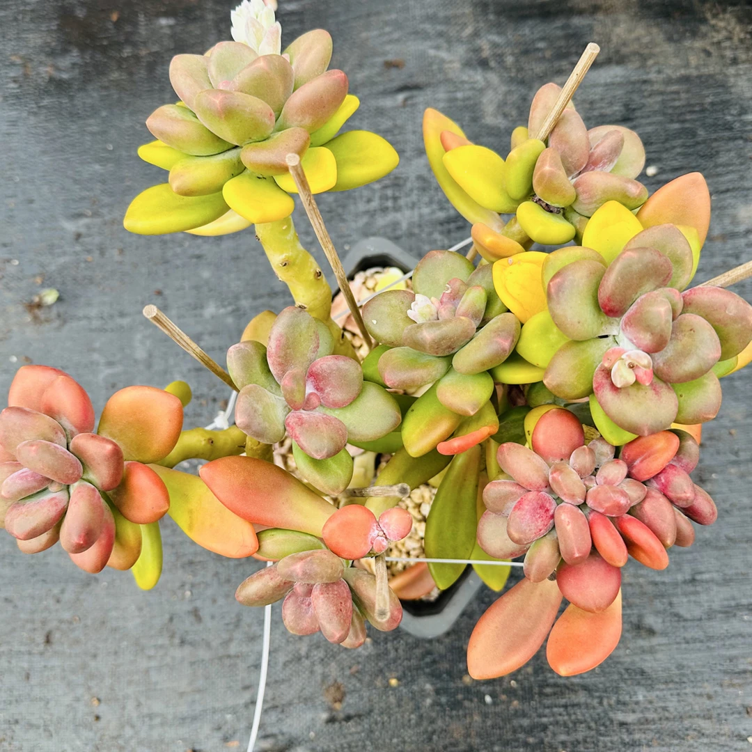 高桩精控芒果奶  波妞精品多肉植物