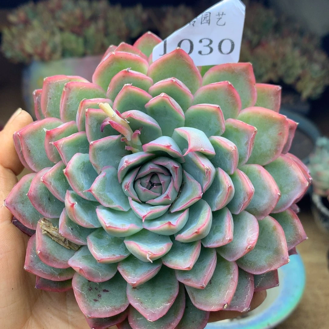 1030杂交精品基地9厘米