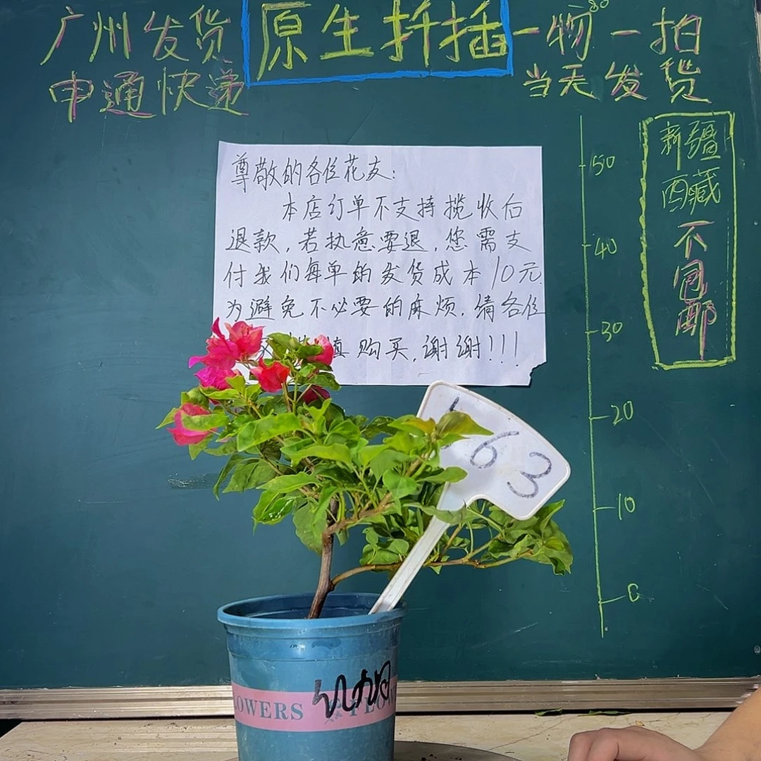 当前无花栽培后可以开花  红九月  563