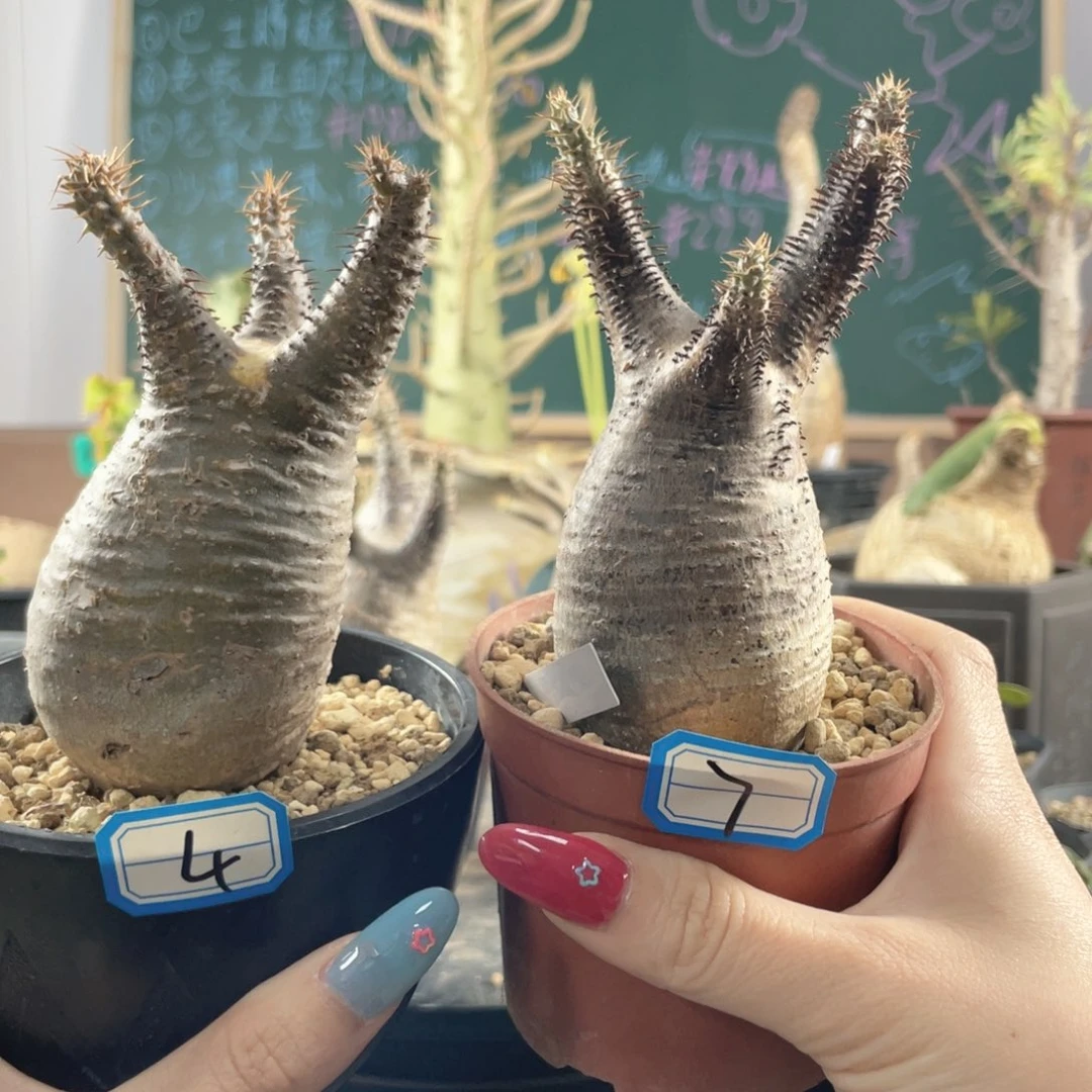 3月8日直播间福利宫