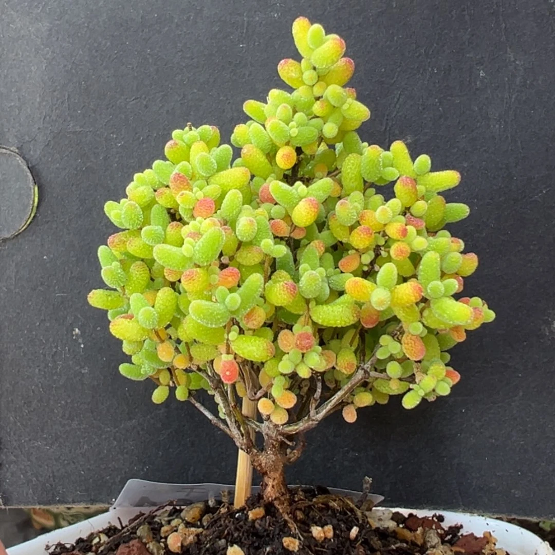【闪购商品】dy6521精控蜜橘冠幅4.5cm