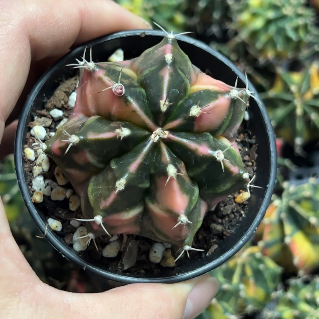 西红柿侧芽自根带盆土发货32