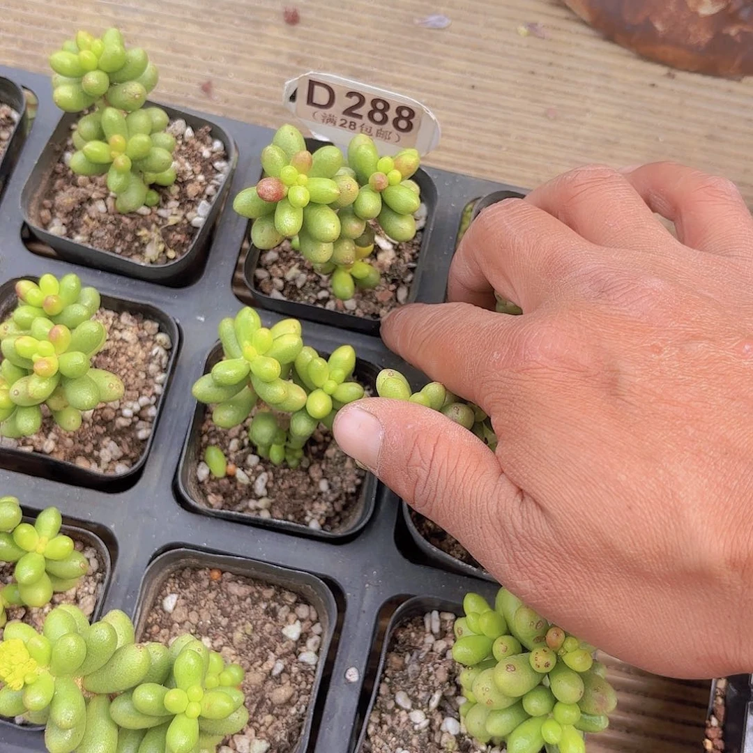 D288绿龟卵一物一拍