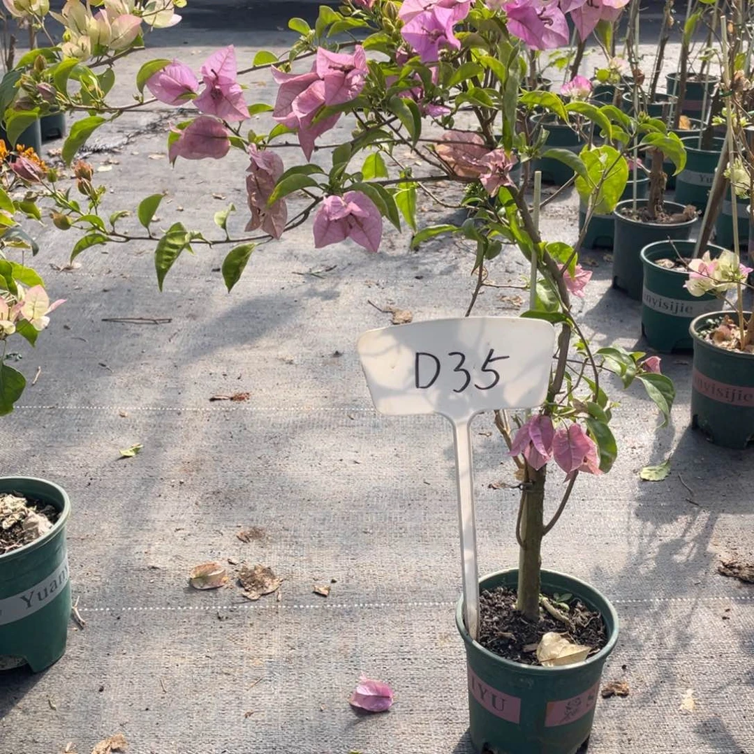 全部花朵塞弗里D35
